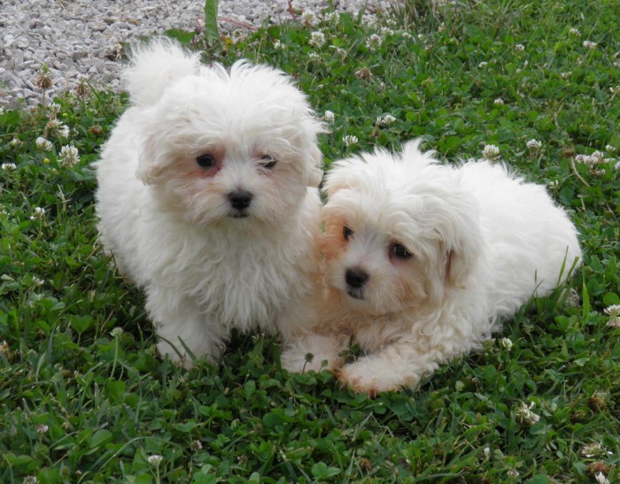 Healthy Potty Trained Maltese Puppies