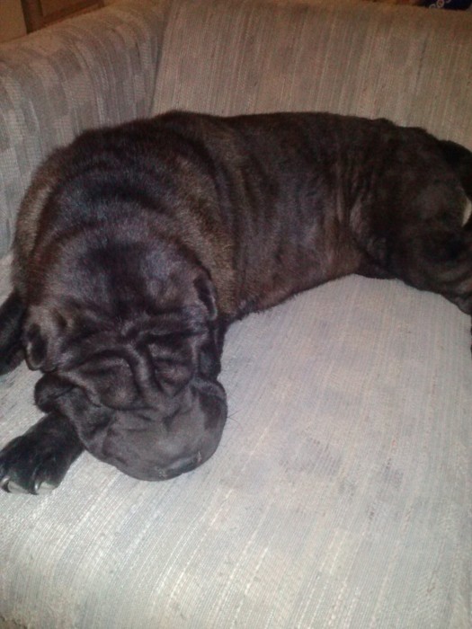 Akc Champion Bloodline Chinese Shar Pei Puppies