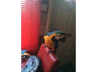 Blue and Gold Macaw Parrot