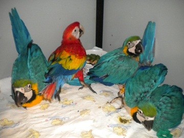 Macaw, Cockatoo and Other Parots