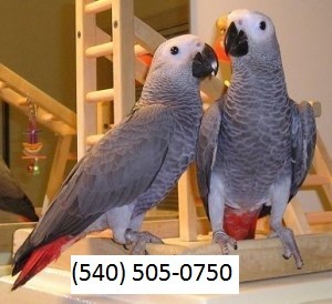 Talking Pair of African Grey Parrots for Adoption