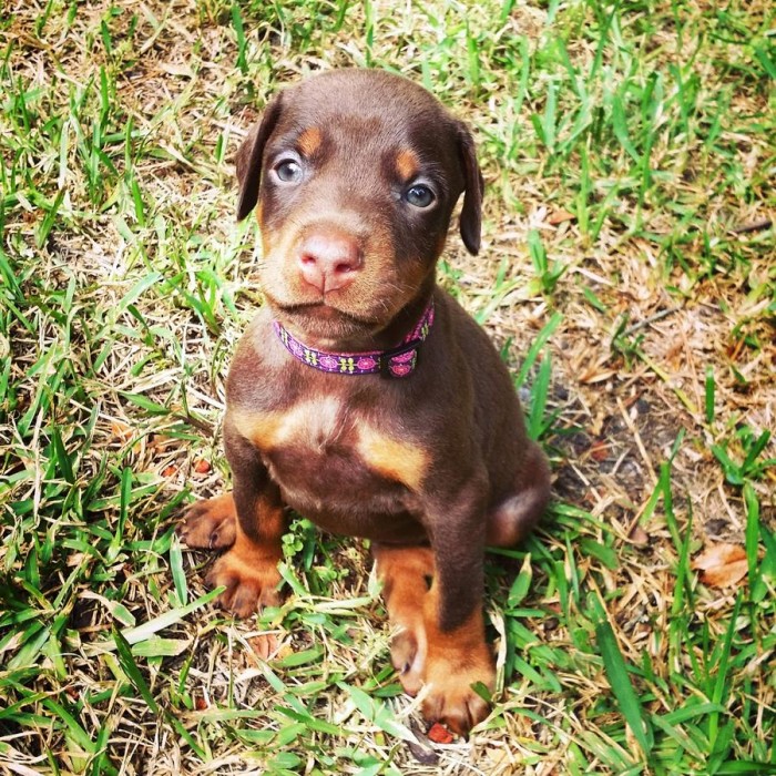 Beautiful Doberman Pinscher Puppies