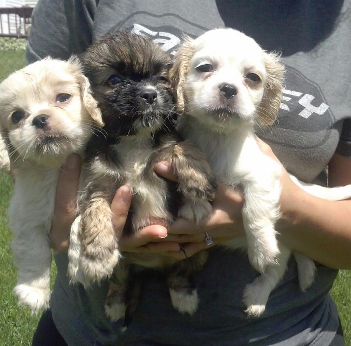 Adorable Cockapoo Puppies