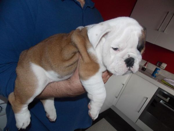 Cute English Bulldog Puppies