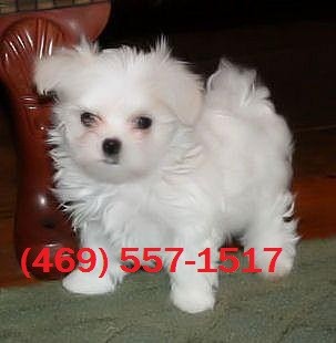 Two White Maltese Puppies Available