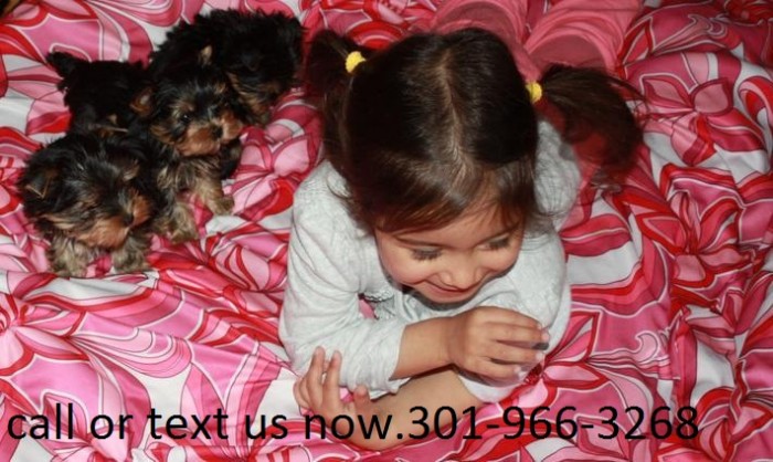 Yorkie Puppies for Adoption