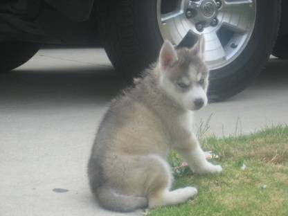 Gorgeous Siberian Husky Puppies