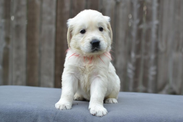 Golden Retriever Puppies