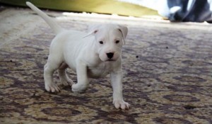 Dogo Argentino Puppies