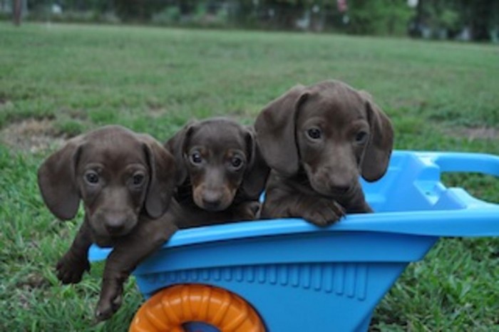 Mini Dachshund Pup For Sale