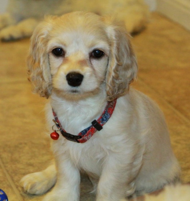 Gorgeous Cockapoo Puppies!