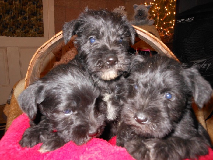 Miniature Schnauzer Puppies For Sale