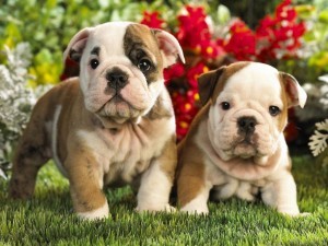 Excellent English Bulldog Puppies For Adoption