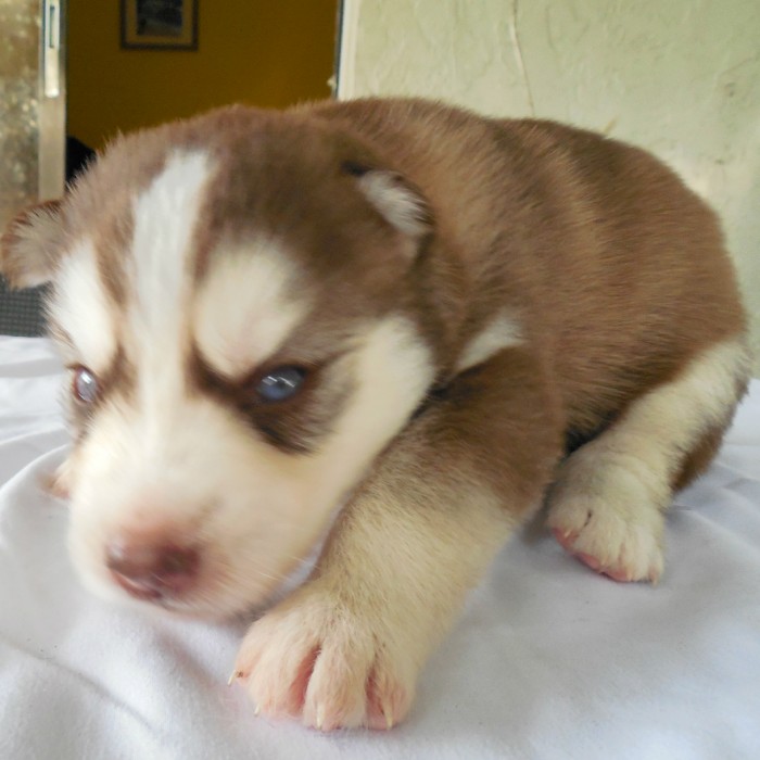 Beautiful Red Husky Puppy with Blue Eyes