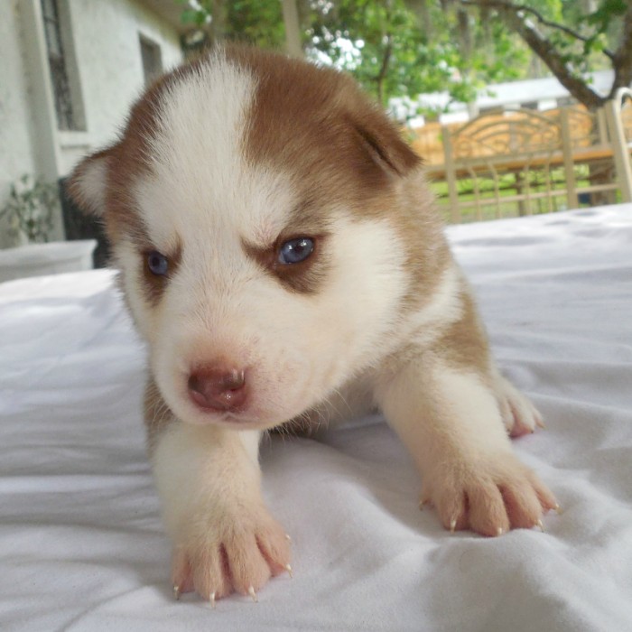 Beautiful Light Red Husky Puppy with Blue Eyes