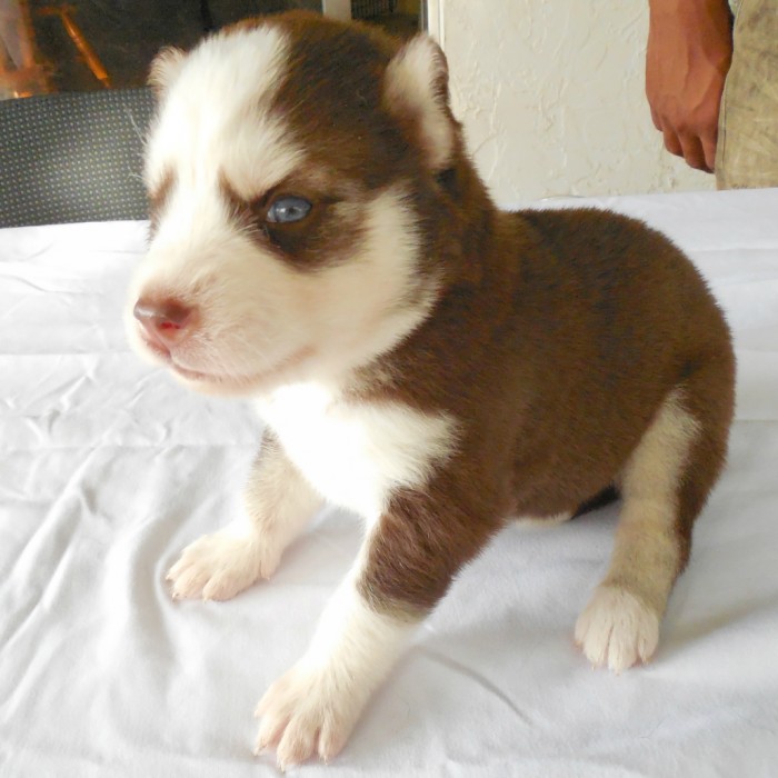 Beautiful Copper (Dark Red) Husky Puppy with Blue Eyes