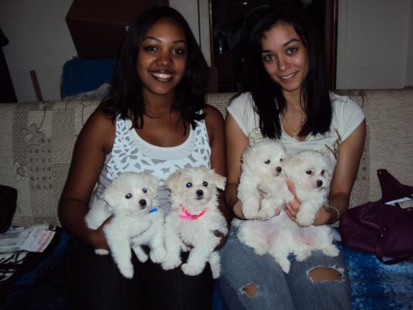 Maltese Puppies