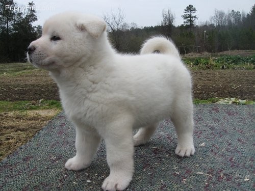 Stunning Japaneses Akita Puppy