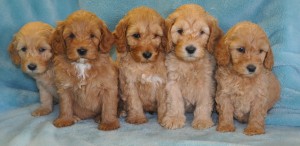 1st Generation Labradoodle Puppies