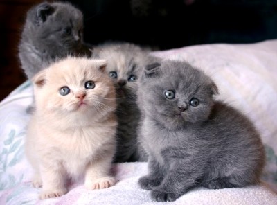 Standard Scottish Fold Munchkin Cats