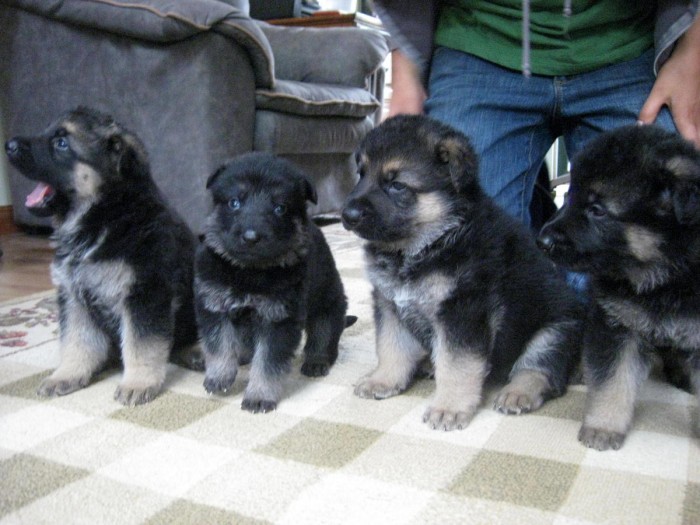 German Shepherd Puppies for Sale