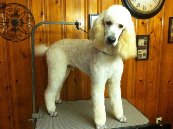 Paws At Play Wake Forest NC 10 % off Grooming