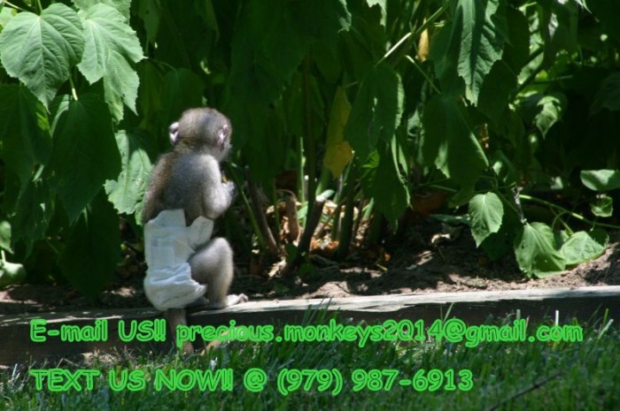 Capuchin Monkeys for Sale