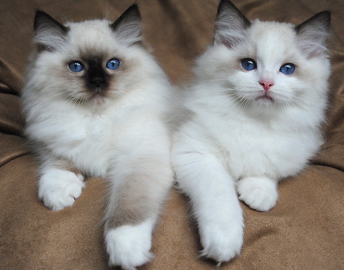 Male and female Ragdoll Kittens