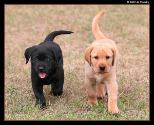 Labradoodle Puppies