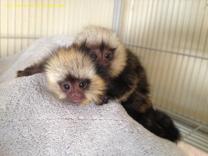 Marmoset Monkeys for Adoption $300