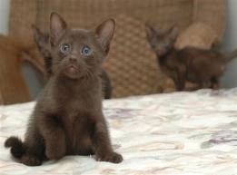 Brown Spotted Female Havana Brown Kitten