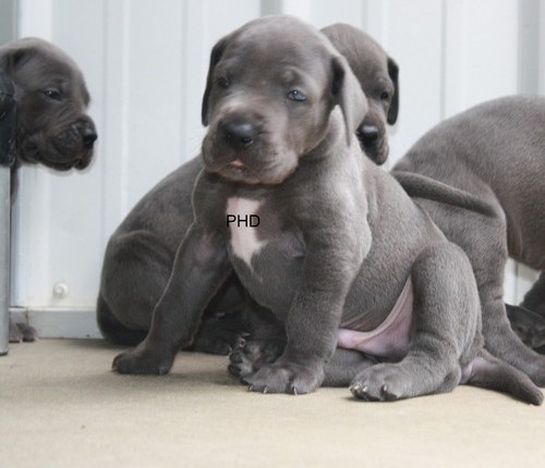 Adorable CFA Great Dane Puppies