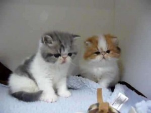 Exotic Shorthair for Sale