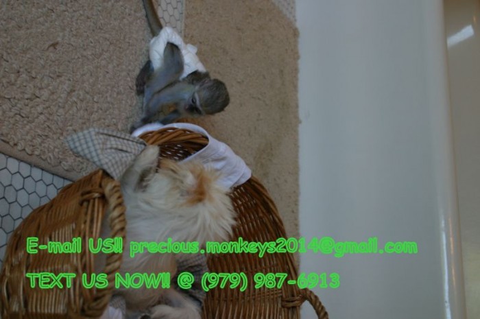 Capuchin Monkey for Adoption