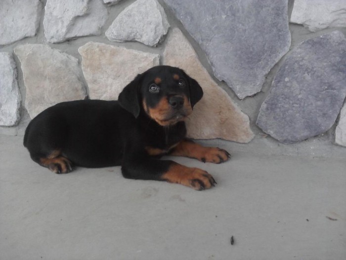 German Rottweiler