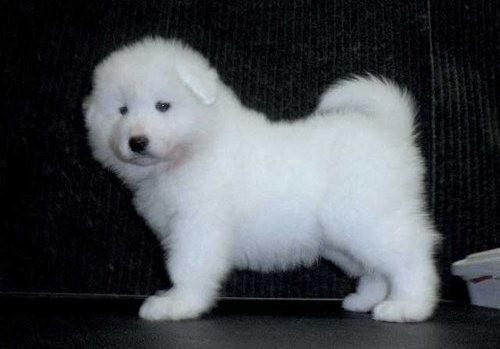 Beautifull Samoyed Dogs For Sale