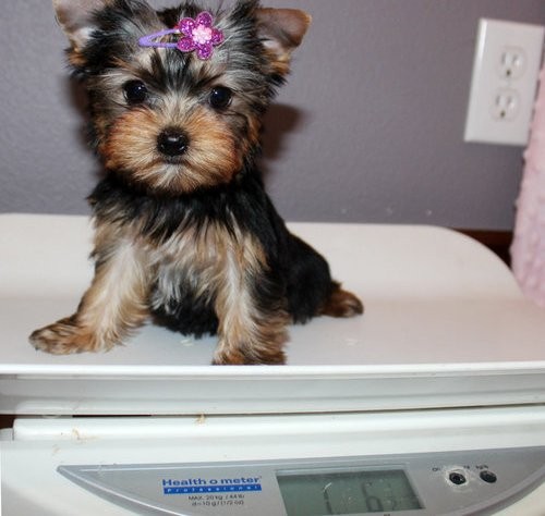 Male and female Yorkie Puppies