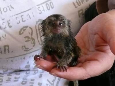 Pygmy Marmosets for Sale