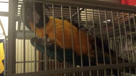 5 Year old Blue and Gold Macaw With Cage