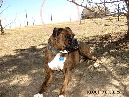 AKC Boxer Puppies