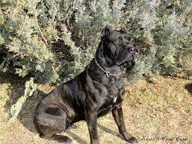 AKC Cane Corso Puppies