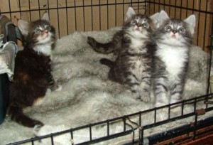Maine Coon Kittens for Adoption