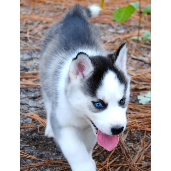 Siberian Husky Now Available