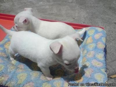 Excellent Apple Head Chihuahua Puppies