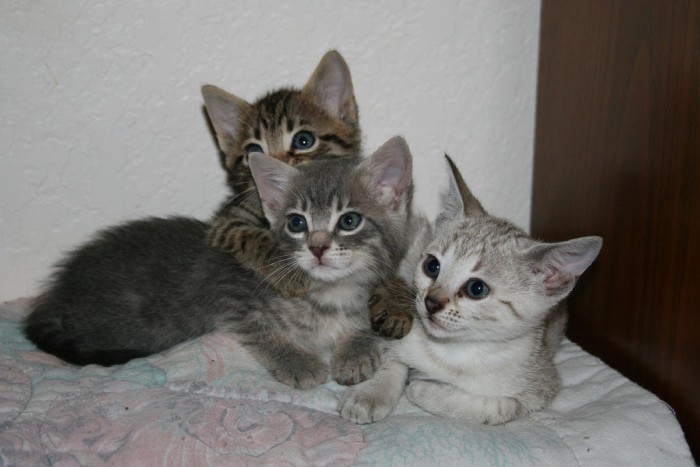 Rosetted Toyger Kittens Available