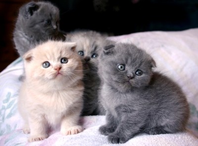 Unusual Black Scottish Fold Kittens Kitten
