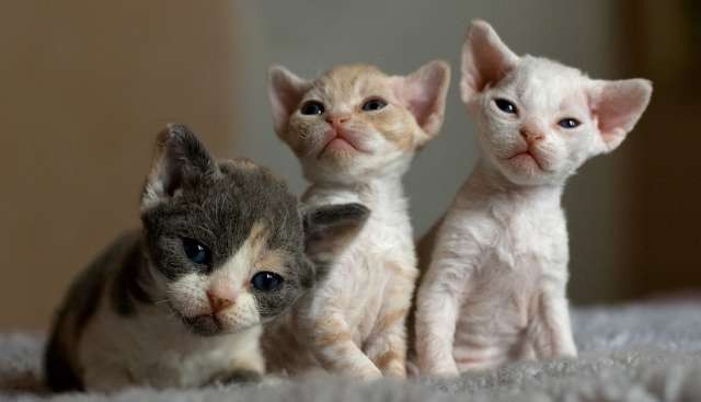 Pointed Male Devon Rex kittens