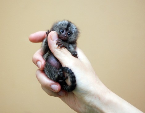 Adorable Marmoset Monkeys