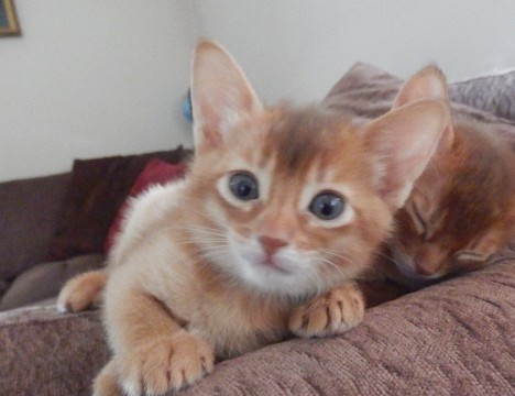 Abyssinian Kittens - LOW COST, BEST QUALITY