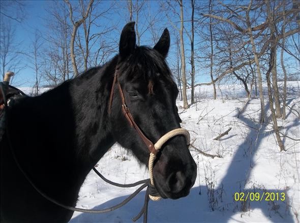 Beautiful, Safe Friesian Gelding